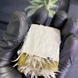 GMO Cookies - skunkmasterflex cut - 5 rooted clones.