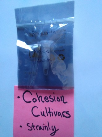 Blue Fin- Mosca Seeds