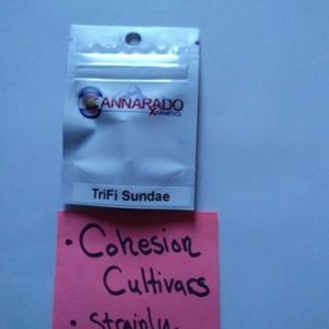 Trifi Sundae Cannarado Genetics