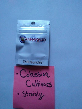 Trifi Sundae Cannarado Genetics