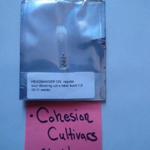 Headbanger OG Karma genetics sealed original