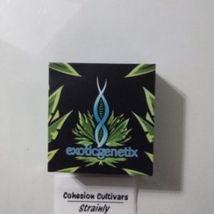 Candy Apple Kush Exotic genetics
