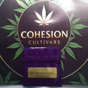 Lemon 27 Bodhi Seeds
